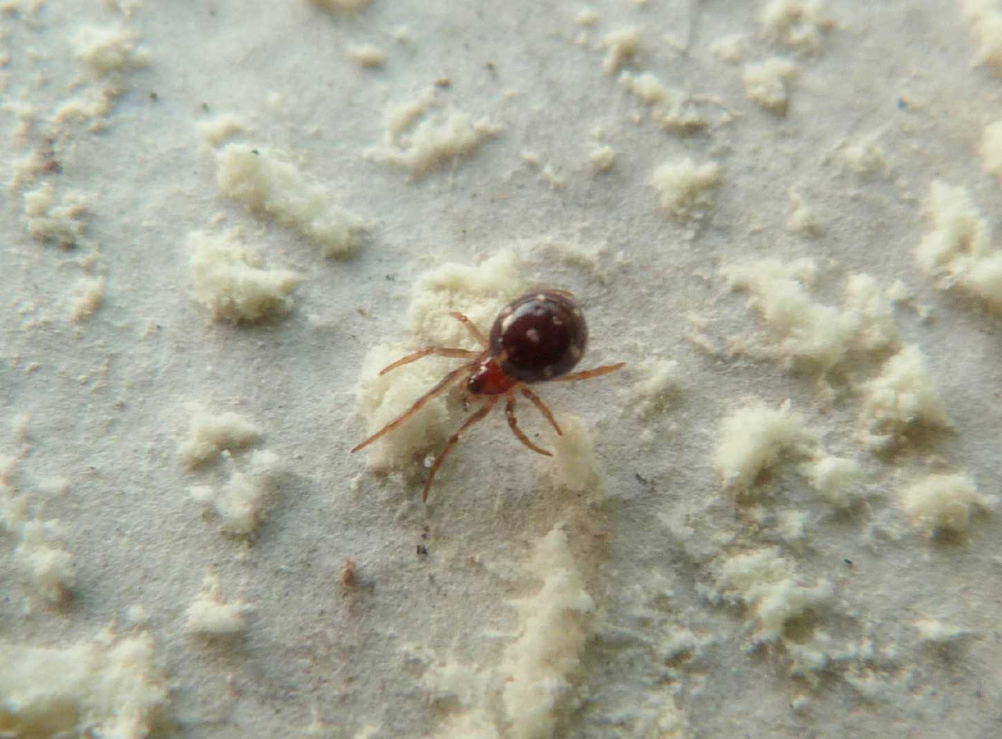 Crustulina sp. maschio e femmina